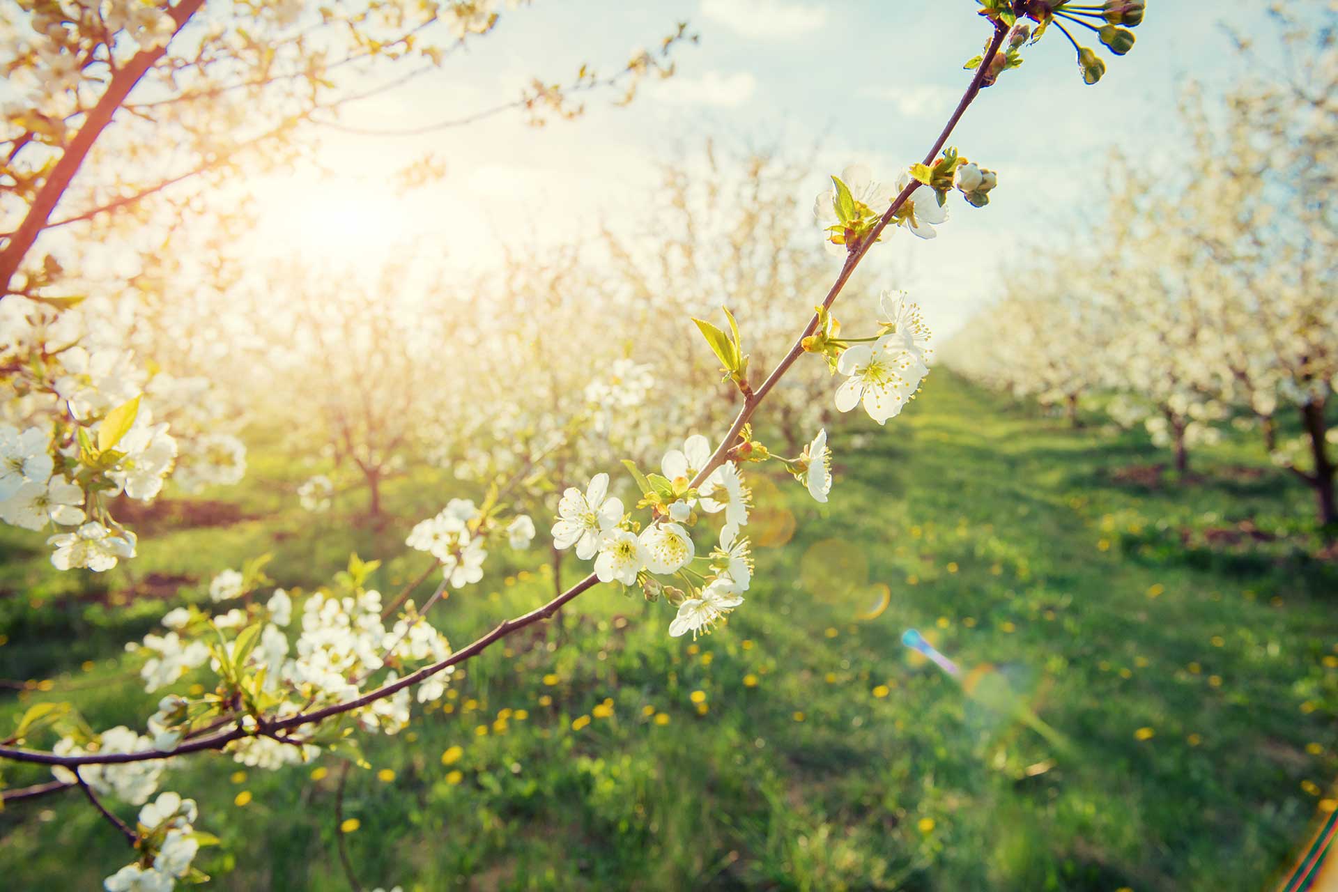 AscensionPoint Recovery Services | Align Marketing Group